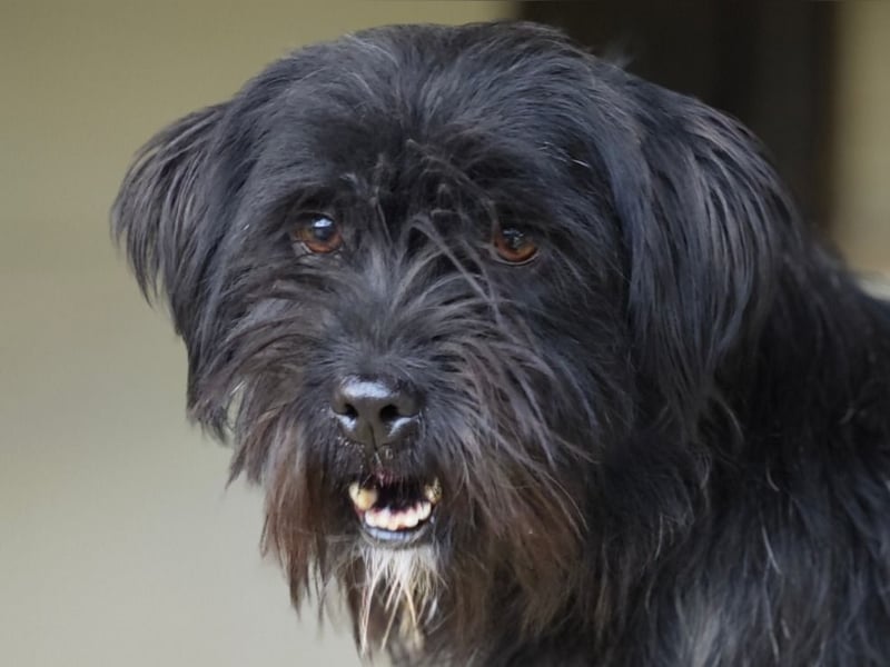 Oreo, Rüde, *ca. 10.11.2022, klein, temperamentvoll, sensibel, lebensfroh