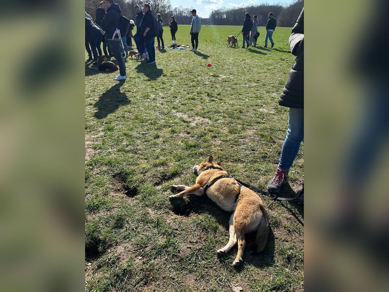 Nanne, Hündin, kastriert, *ca. 19.05.2021, kastriert, ca.SH 40 cm, liebevoll, sozial