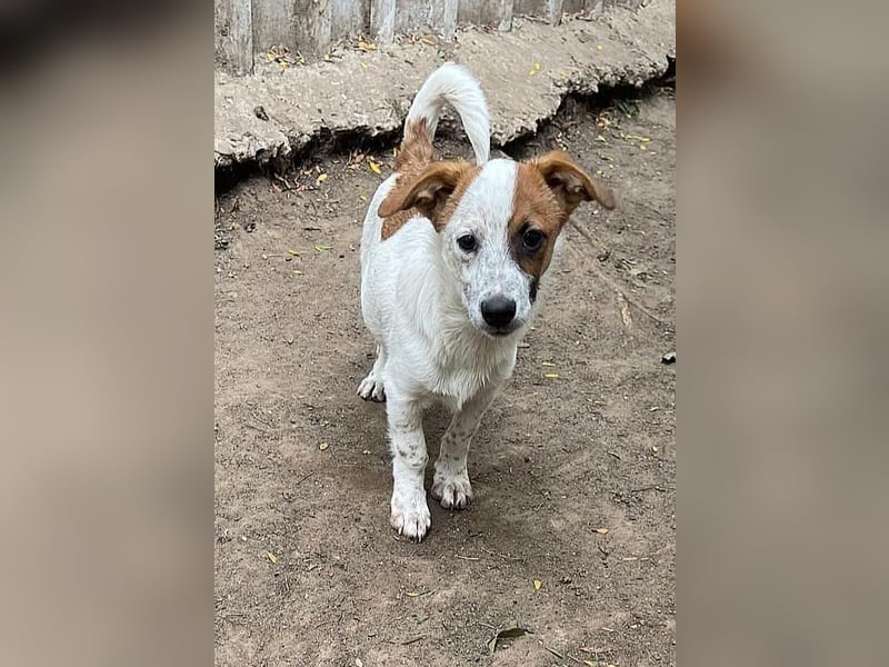 Angus, Rüde, *ca. 18.04.2024, SH klein ca. 35 cm, freundlich, aufgeschlossen, aktiv, sozial