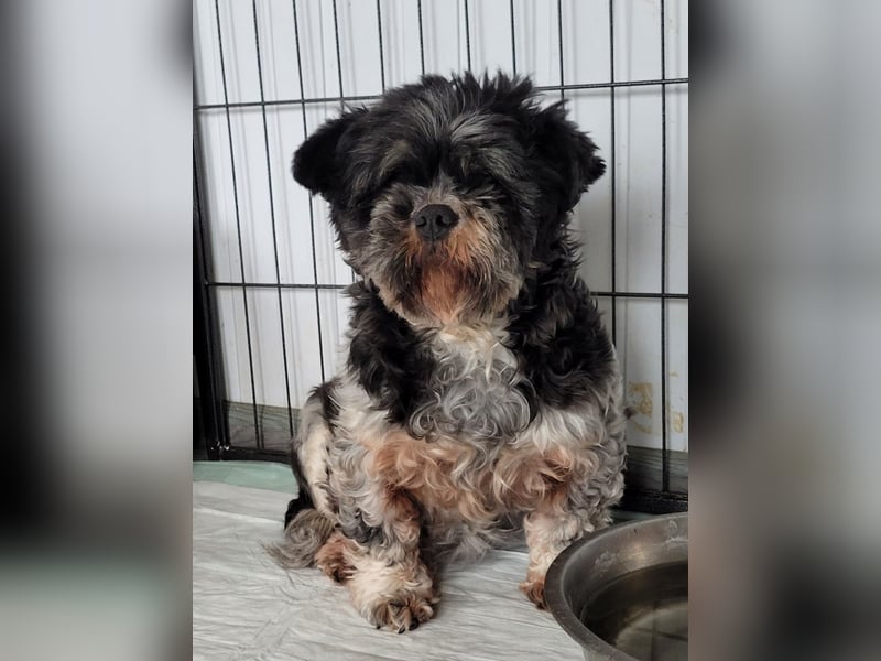 Lucia, Hündin, *ca. 12.05.2022, klein, unsicher, zart, sucht Sicherheit