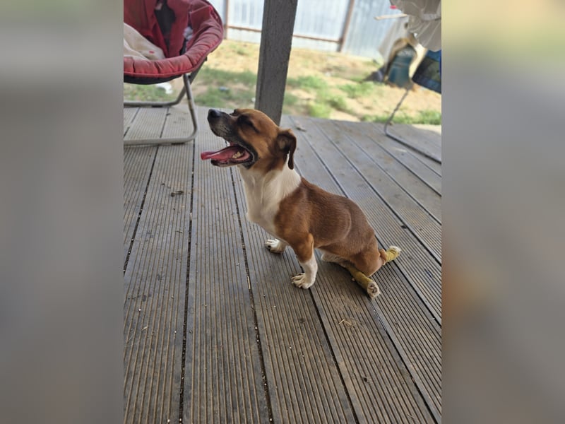 Sir Henry, kleiner 7 jähriger Rüde mit Handicap, Dackel Charakter, dominant, weiß was er will, lieb,