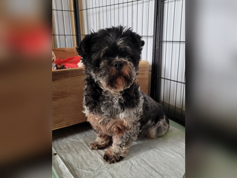 Lucia, Hündin, *ca. 12.05.2022, klein, unsicher, zart, sucht Sicherheit