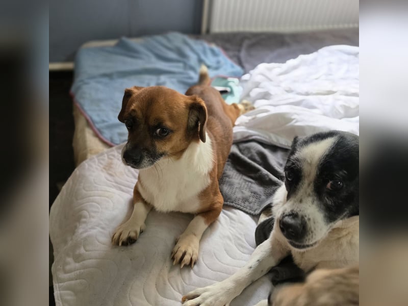 Sir Henry, kleiner 7 jähriger Rüde mit Handicap, Dackel Charakter, dominant, weiß was er will, lieb,