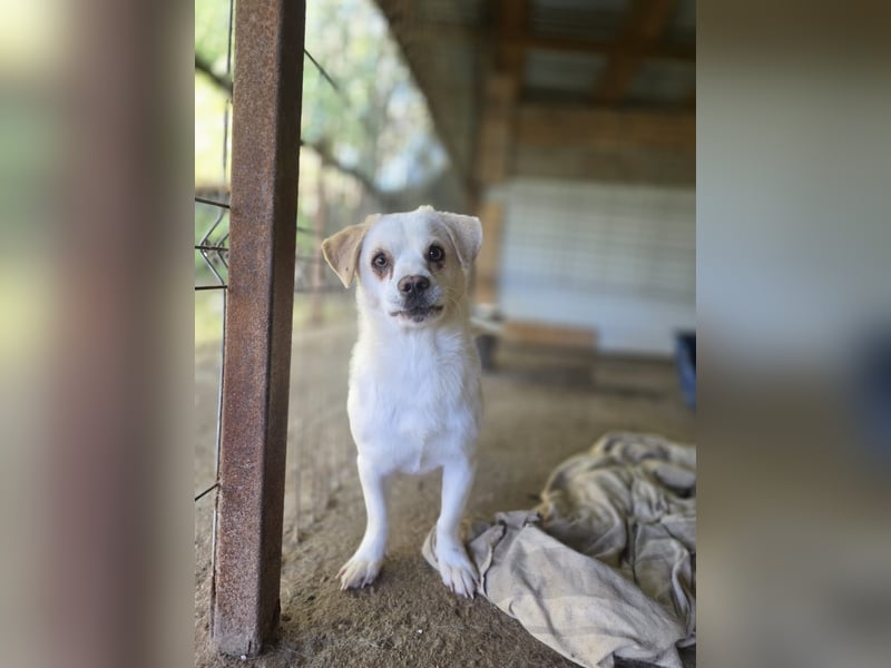 Loui, Rüde, *ca. 10.12.24, klein, ruhig, zurückhaltend, neugierig, sozial, sanft