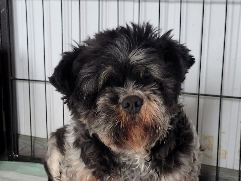 Lucia, Hündin, *ca. 12.05.2022, klein, unsicher, zart, sucht Sicherheit