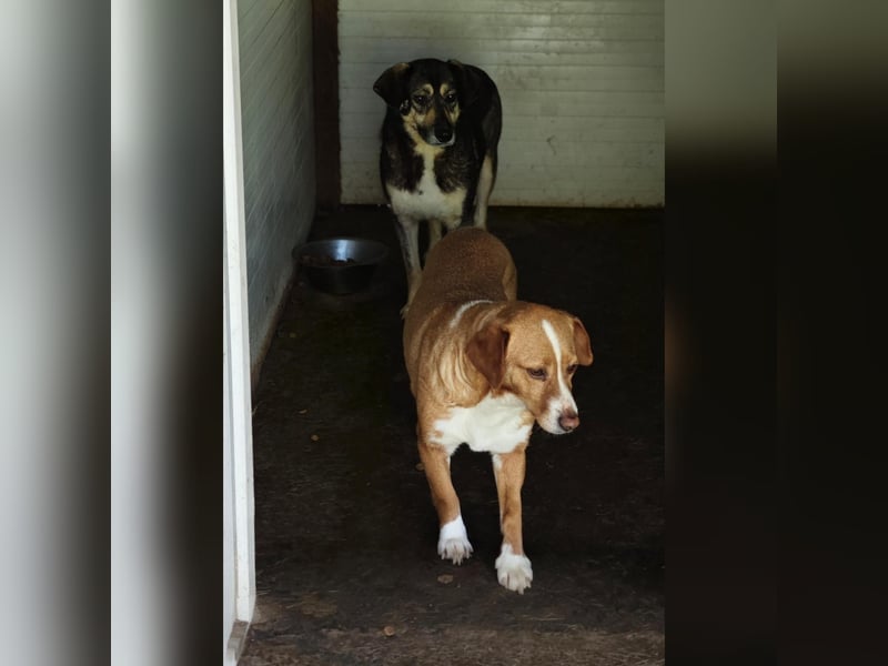 Fienchen, Hündin, *ca. 06.05.2019, klein bis kniehoch (35-40 cm), sozial im Rudel, sonst ängstlich
