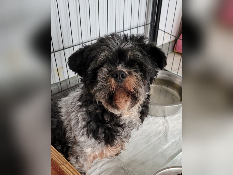 Lucia, Hündin, *ca. 12.05.2022, klein, unsicher, zart, sucht Sicherheit