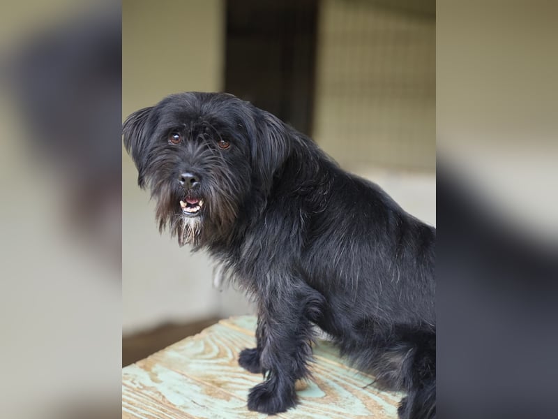 Oreo, Rüde, *ca. 10.11.2022, klein, temperamentvoll, sensibel, lebensfroh