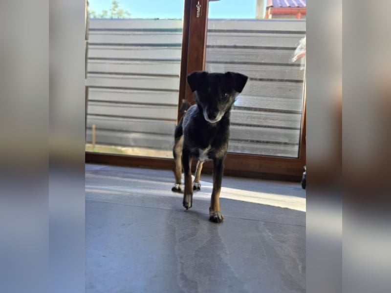 Helen, Mädel, *ca. 21.02.2020, eher klein,  ruhig, unterwürfig, vorsichtig