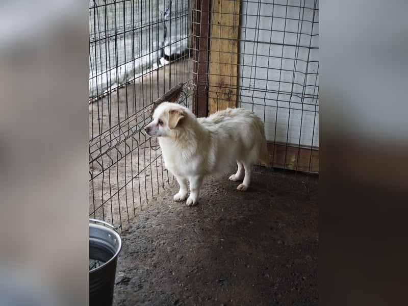 Loui, Rüde, *ca. 10.12.24, klein, ruhig, zurückhaltend, neugierig, sozial, sanft