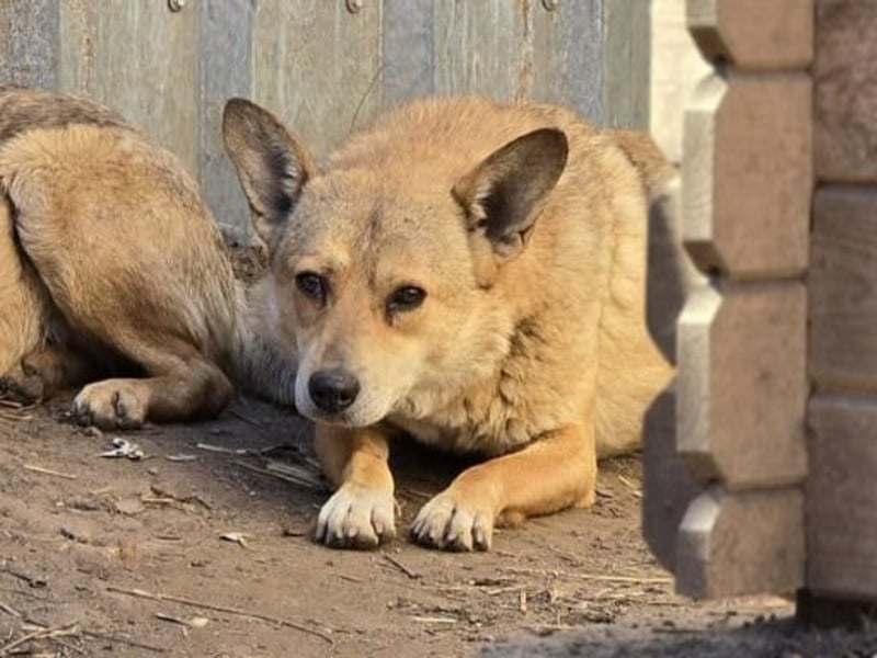 Nanne, Hündin, kastriert, *ca. 19.05.2021, kastriert, ca.SH 40 cm, liebevoll, sozial