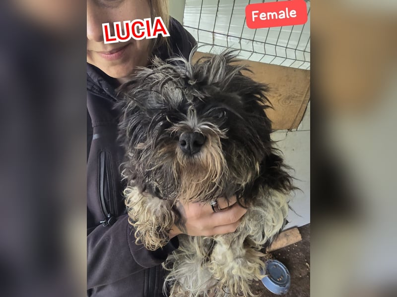 Lucia, Hündin, *ca. 12.05.2022, klein, unsicher, zart, sucht Sicherheit