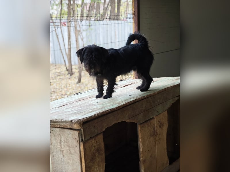 Oreo, Rüde, *ca. 10.11.2022, klein, temperamentvoll, sensibel, lebensfroh