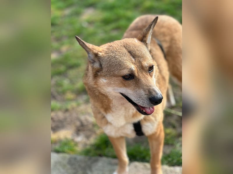 Nanne, Hündin, kastriert, *ca. 19.05.2021, kastriert, ca.SH 40 cm, liebevoll, sozial