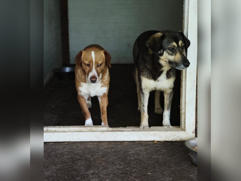 Fienchen, Hündin, *ca. 06.05.2019, klein bis kniehoch (35-40 cm), sozial im Rudel, sonst ängstlich