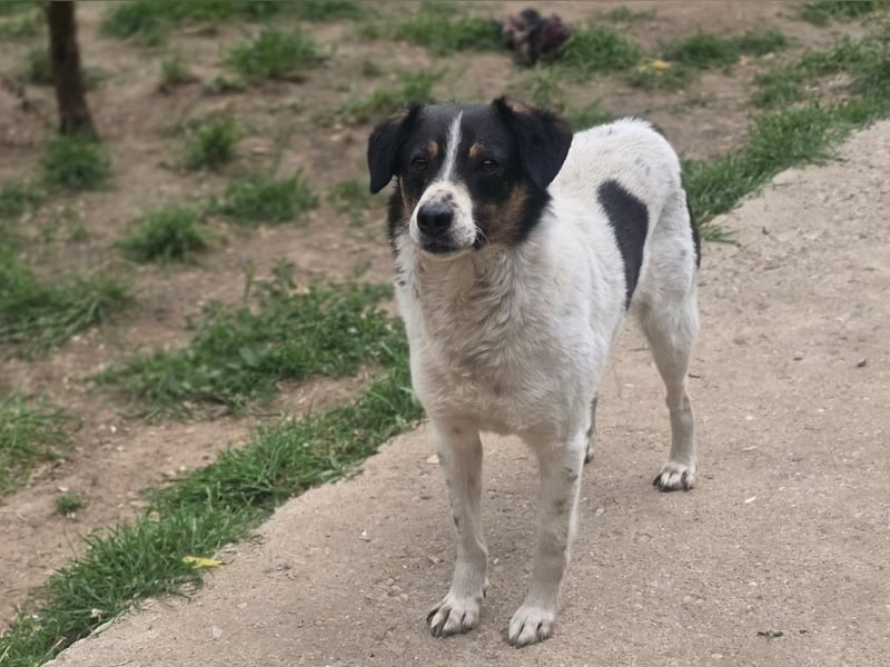 Welo, Rüde, *, ca. 40 cm, Angsthund, der langsam lernt zu vertrauen, sozial mit anderen Hunden.