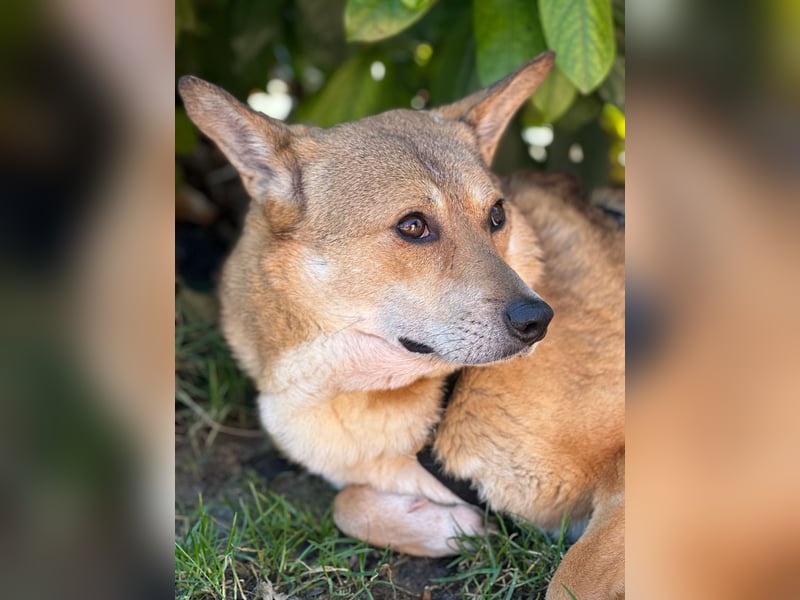 Nanne, Hündin, kastriert, *ca. 19.05.2021, kastriert, ca.SH 40 cm, liebevoll, sozial