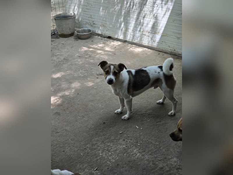 Olaf, Bub, ca. 15.06.2022,klein, schüchtern, vorsichtig, neugierig, sozial