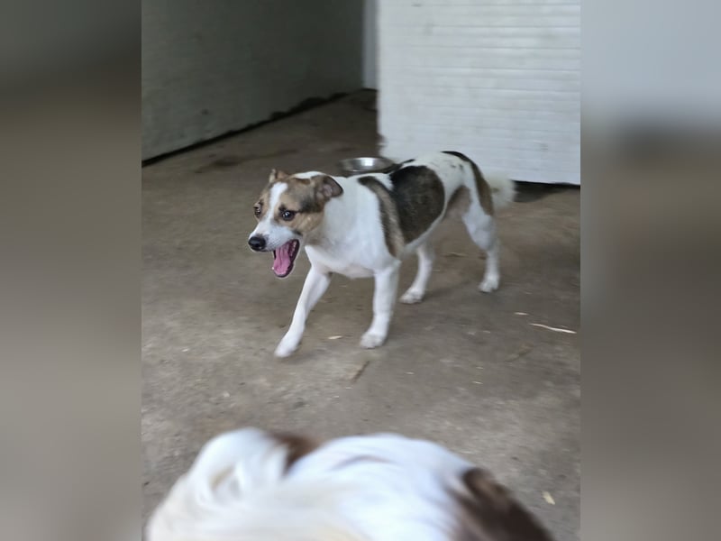 Olaf, Bub, ca. 15.06.2022,klein, schüchtern, vorsichtig, neugierig, sozial