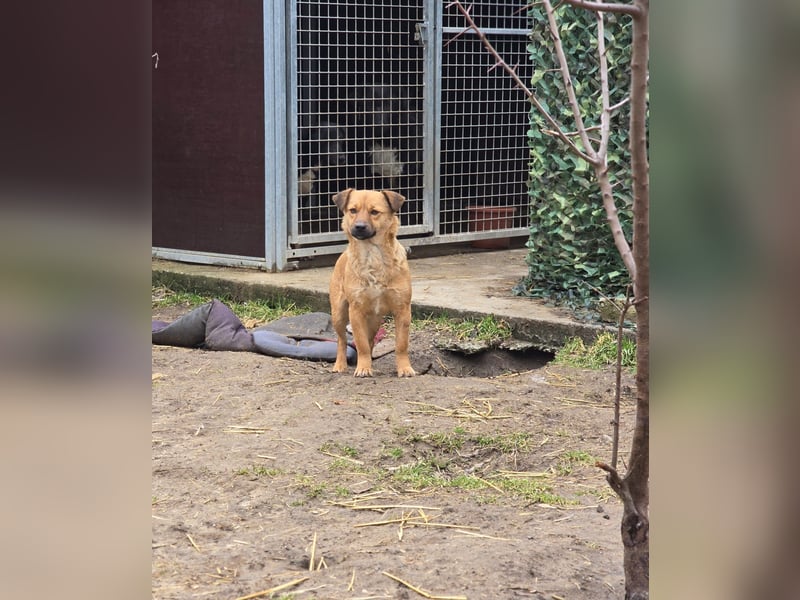 Susa, Hündin, *ca. 25.10.2024, ca. klein bis unterhalb Knie, lebensfroh, freundlich, souverän