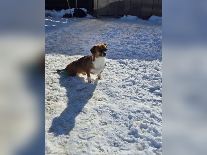 Sir Henry, kleiner 7 jähriger Rüde mit Handicap, Dackel Charakter, dominant, weiß was er will, lieb,