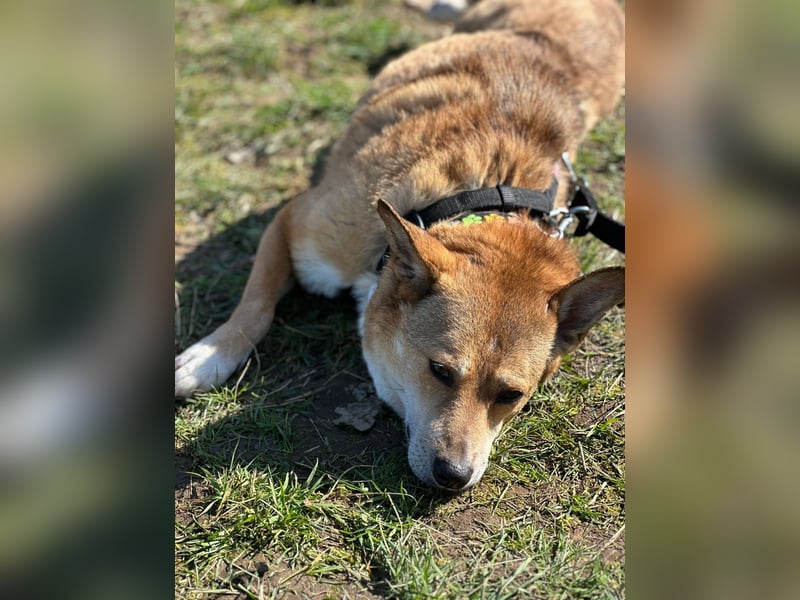 Nanne, Hündin, kastriert, *ca. 19.05.2021, kastriert, ca.SH 40 cm, liebevoll, sozial