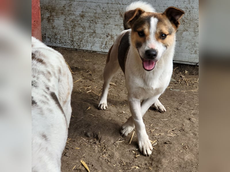 Olaf, Bub, ca. 15.06.2022,klein, schüchtern, vorsichtig, neugierig, sozial