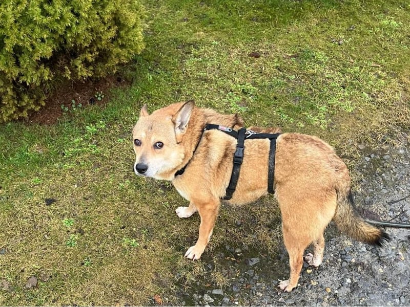 Nanne, Hündin, kastriert, *ca. 19.05.2021, kastriert, ca.SH 40 cm, liebevoll, sozial