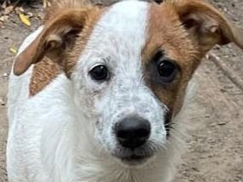 Angus, Rüde, *ca. 18.04.2024, SH klein ca. 35 cm, freundlich, aufgeschlossen, aktiv, sozial