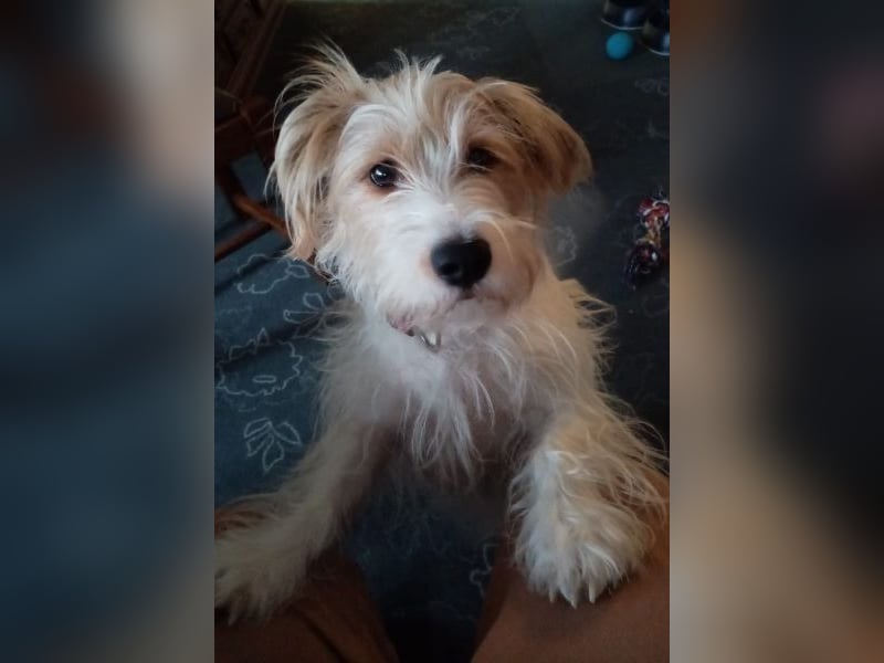 Theo von kettenlos (Pflegestelle in NRW)