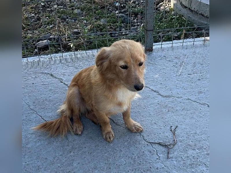 Nala von kettenlos