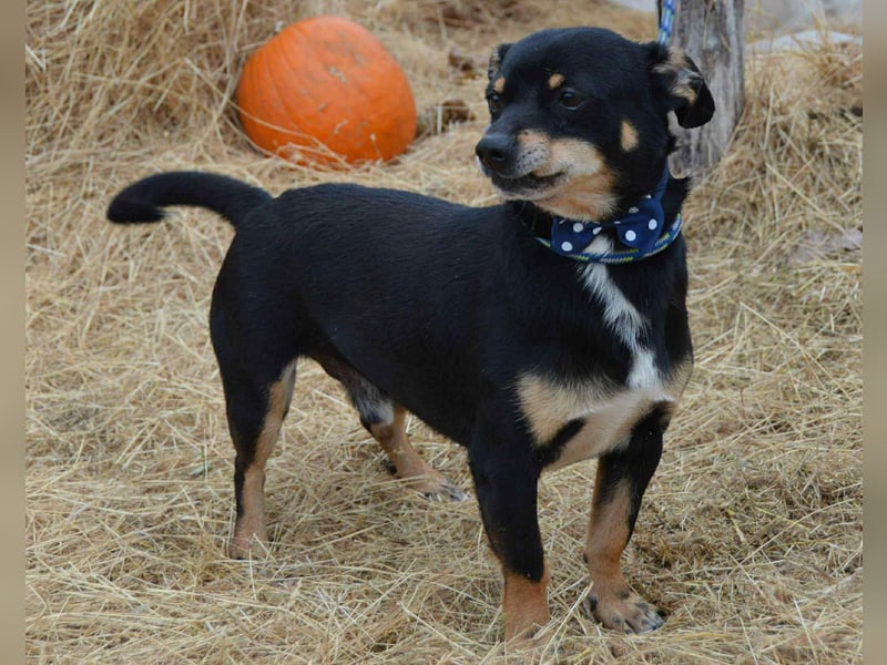 Elvisz von kettenlos