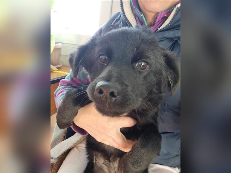 Harvey von kettenlos