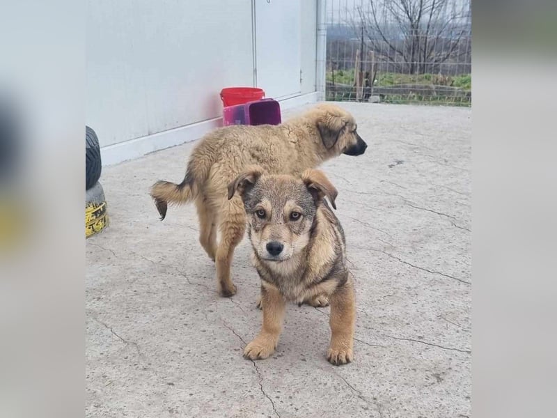 Ody von kettenlos (auf Pflegestelle in Niedersachsen)