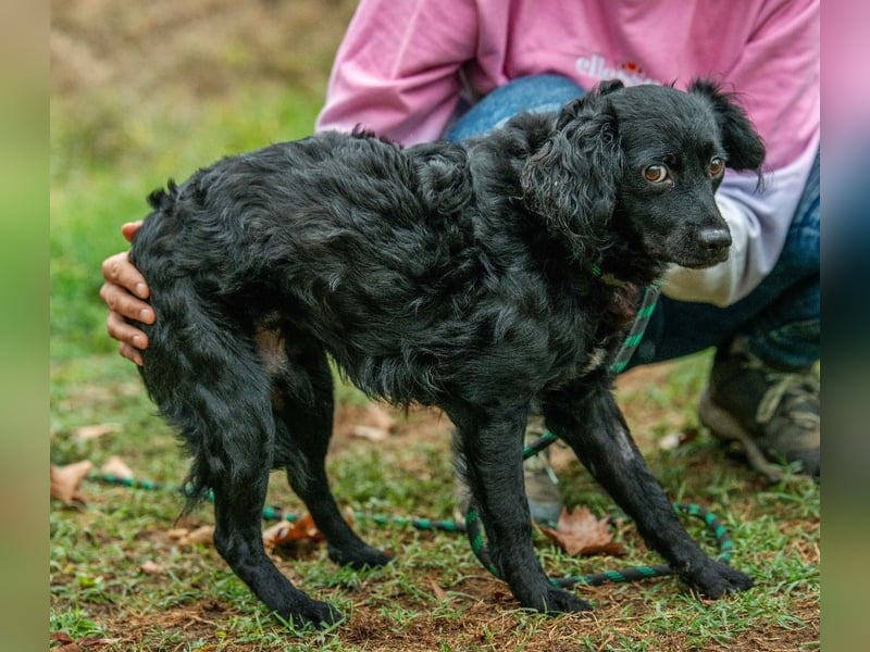 Kaviár von kettenlos