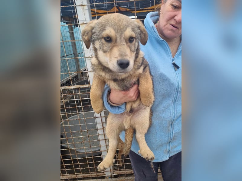 Ody von kettenlos (auf Pflegestelle in Niedersachsen)