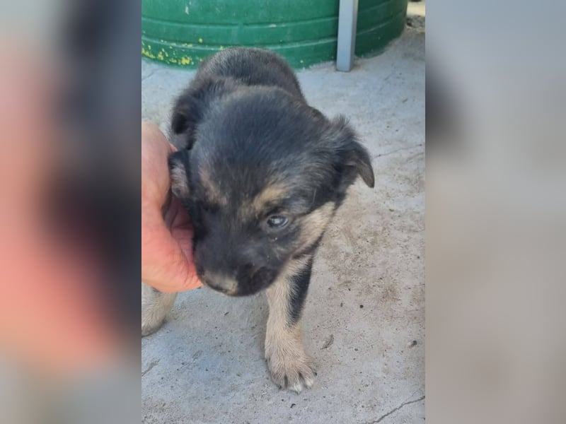 Ida von kettenlos