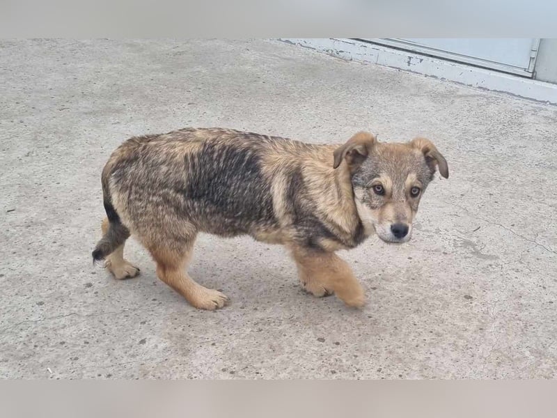 Ody von kettenlos (auf Pflegestelle in Niedersachsen)