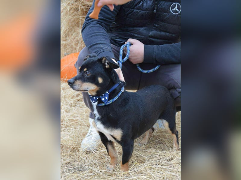 Elvisz von kettenlos