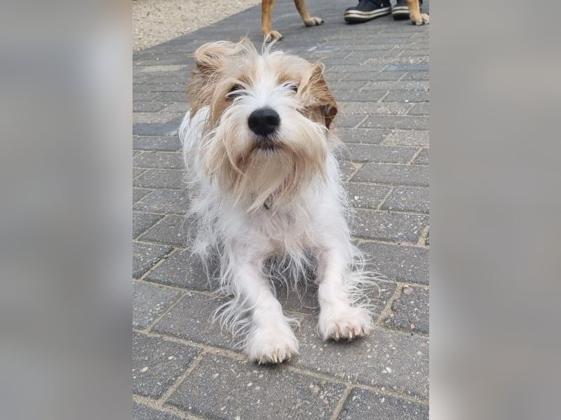 Theo von kettenlos (Pflegestelle in NRW)