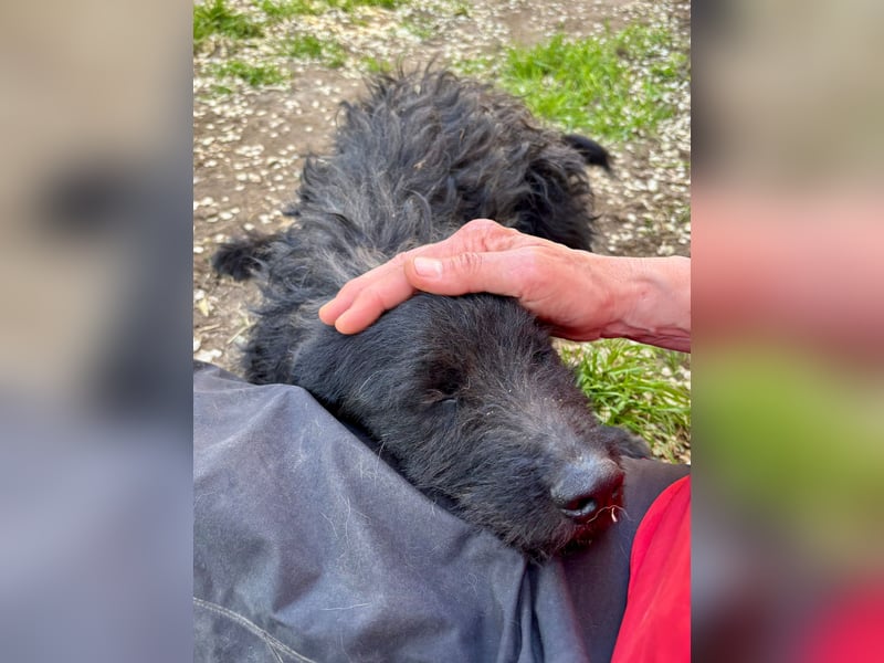 Zorro von kettenlos