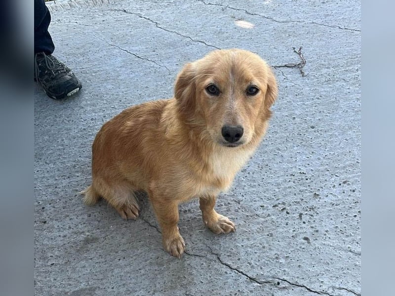 Nala von kettenlos