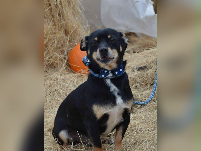 Elvisz von kettenlos