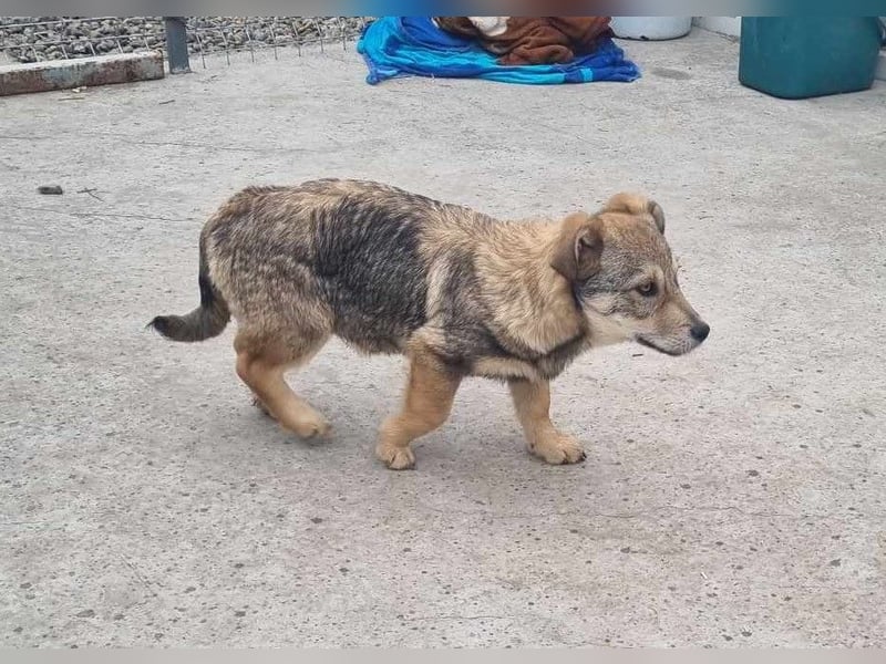 Ody von kettenlos (auf Pflegestelle in Niedersachsen)