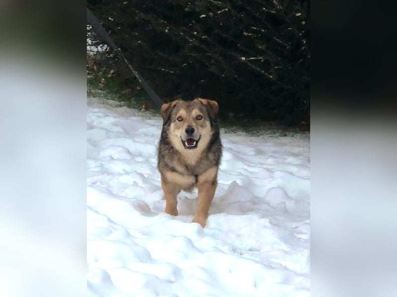 Ody von kettenlos (auf Pflegestelle in Niedersachsen)
