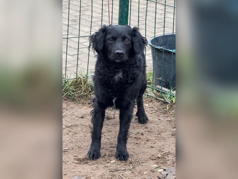 Kaviár von kettenlos