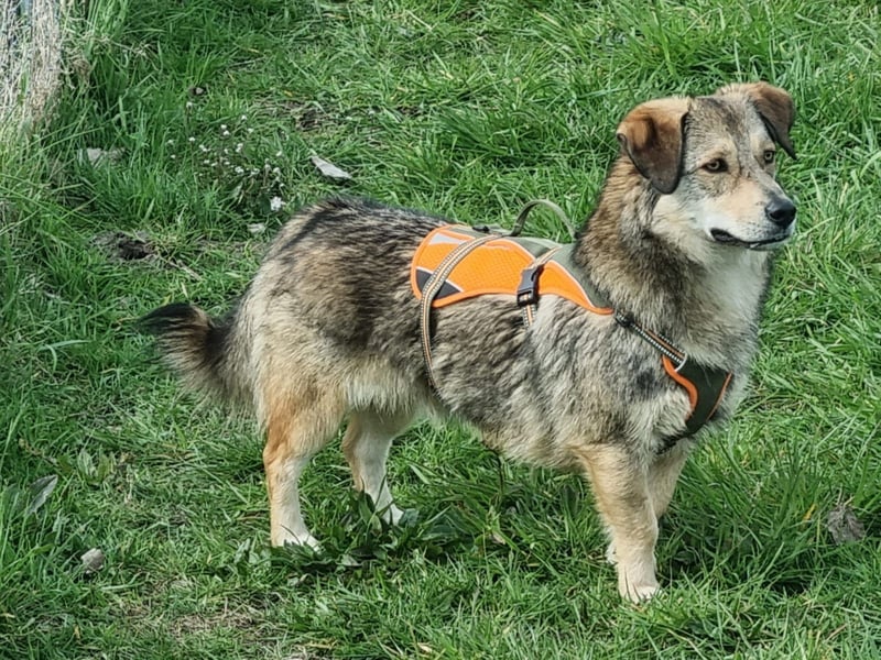 Ody von kettenlos (auf Pflegestelle in Niedersachsen)