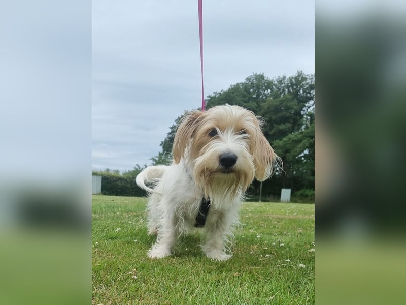 Theo von kettenlos (Pflegestelle in NRW)