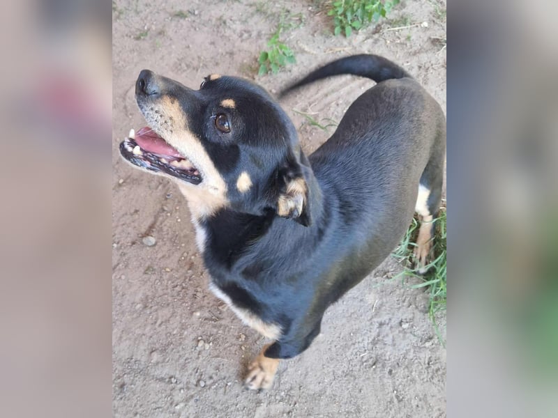 Elvisz von kettenlos