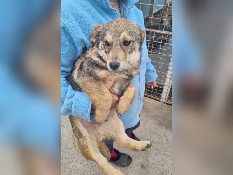 Ody von kettenlos (auf Pflegestelle in Niedersachsen)